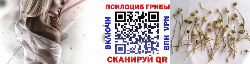 Псилоцибиновые грибы GOLDEN TEACHER  Белокуриха 